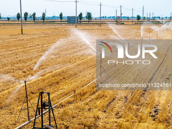 Farmers are watering newly sown corn to protect their autumn seedlings against drought at the high-standard grain field demonstration zone i...