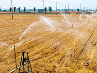 Farmers are watering newly sown corn to protect their autumn seedlings against drought at the high-standard grain field demonstration zone i...