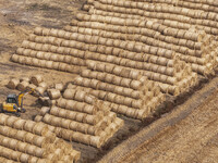 Farmers are recycling wheat straw in a field at Dahuangzhuang village in Huai'an city, East China's Jiangsu province, on June 12, 2024. (