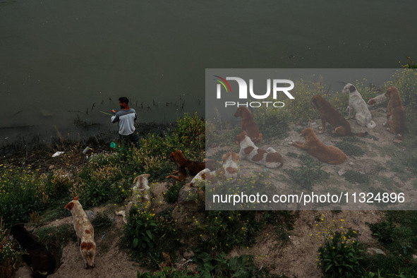 A young man is catching fish as stray dogs are resting on the banks of River Jhelum after light rainfall in Sopore, Jammu and Kashmir, India...