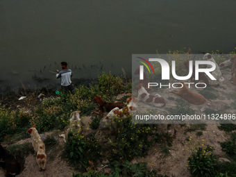 A young man is catching fish as stray dogs are resting on the banks of River Jhelum after light rainfall in Sopore, Jammu and Kashmir, India...