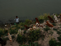 A young man is catching fish as stray dogs are resting on the banks of River Jhelum after light rainfall in Sopore, Jammu and Kashmir, India...