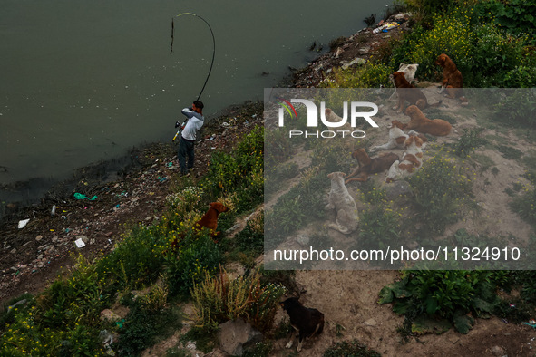 A young man is catching fish as stray dogs are sitting on the banks of River Jhelum in Sopore, Jammu and Kashmir, India, on June 12, 2024. 