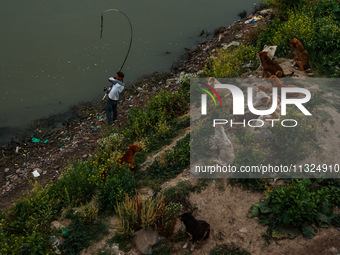 A young man is catching fish as stray dogs are sitting on the banks of River Jhelum in Sopore, Jammu and Kashmir, India, on June 12, 2024. (