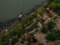 A young man is catching fish as stray dogs are sitting on the banks of River Jhelum in Sopore, Jammu and Kashmir, India, on June 12, 2024. (