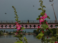 Wild flowers are growing on the banks of the river Jhelum as people are walking on a bridge in Sopore, Jammu and Kashmir, India, on June 12,...