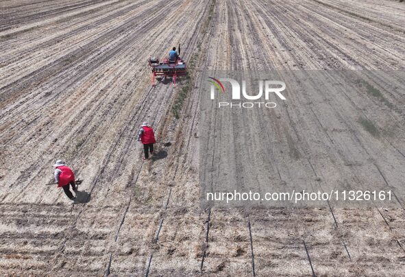 Farmers are laying drip irrigation pipes in a field to water newly sown corn in Daqu village, Liaocheng City, East China's Shandong province...