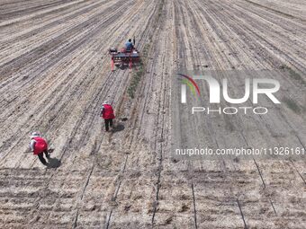 Farmers are laying drip irrigation pipes in a field to water newly sown corn in Daqu village, Liaocheng City, East China's Shandong province...