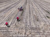 Farmers are laying drip irrigation pipes in a field to water newly sown corn in Daqu village, Liaocheng City, East China's Shandong province...