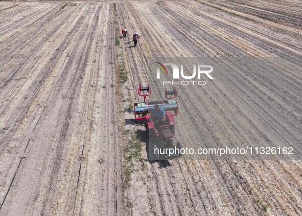 Farmers are laying drip irrigation pipes in a field to water newly sown corn in Daqu village, Liaocheng City, East China's Shandong province...