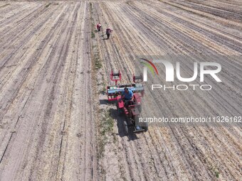 Farmers are laying drip irrigation pipes in a field to water newly sown corn in Daqu village, Liaocheng City, East China's Shandong province...