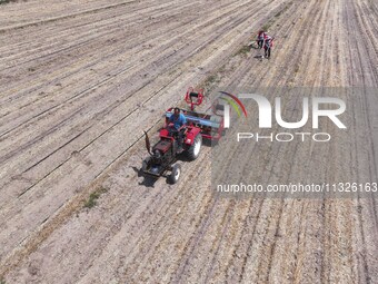 Farmers are laying drip irrigation pipes in a field to water newly sown corn in Daqu village, Liaocheng City, East China's Shandong province...