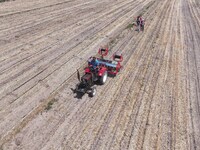 Farmers are laying drip irrigation pipes in a field to water newly sown corn in Daqu village, Liaocheng City, East China's Shandong province...