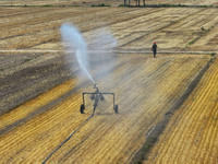 Farmers are using mobile sprinkler irrigation equipment to water newly sown corn in Daqu village in Liaocheng, China, on June 12, 2024. (