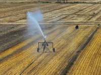 Farmers are using mobile sprinkler irrigation equipment to water newly sown corn in Daqu village in Liaocheng, China, on June 12, 2024. (