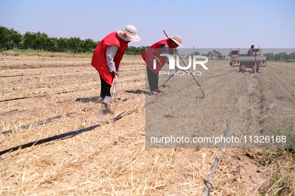 Farmers are laying drip irrigation pipes in a field to water newly sown corn in Daqu village, Liaocheng City, East China's Shandong province...