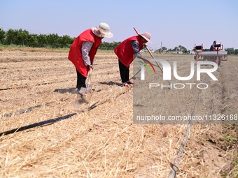 Farmers are laying drip irrigation pipes in a field to water newly sown corn in Daqu village, Liaocheng City, East China's Shandong province...