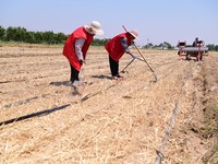 Farmers are laying drip irrigation pipes in a field to water newly sown corn in Daqu village, Liaocheng City, East China's Shandong province...