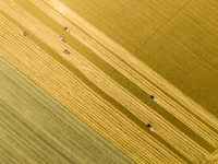 Farmers are driving large harvesting machines to harvest wheat for major growers in Yingcun village, Lianyungang city, Jiangsu province, Chi...