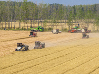 Farmers are driving large harvesting machines to harvest wheat for major growers in Yingcun village, Lianyungang city, Jiangsu province, Chi...