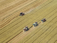 Farmers are driving large harvesting machines to harvest wheat for major growers in Yingcun village, Lianyungang city, Jiangsu province, Chi...