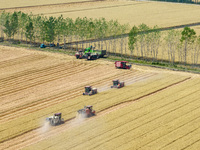 Farmers are driving large harvesting machines to harvest wheat for major growers in Yingcun village, Lianyungang city, Jiangsu province, Chi...