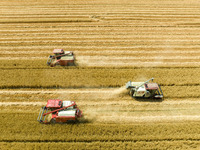 Farmers are driving large harvesting machines to harvest wheat for major growers in Yingcun village, Lianyungang city, Jiangsu province, Chi...