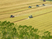 Farmers are driving large harvesting machines to harvest wheat for major growers in Yingcun village, Lianyungang city, Jiangsu province, Chi...