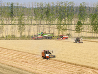 Farmers are driving large harvesting machines to harvest wheat for major growers in Yingcun village, Lianyungang city, Jiangsu province, Chi...