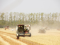 Farmers are driving large harvesting machines to harvest wheat for major growers in Yingcun village, Lianyungang city, Jiangsu province, Chi...