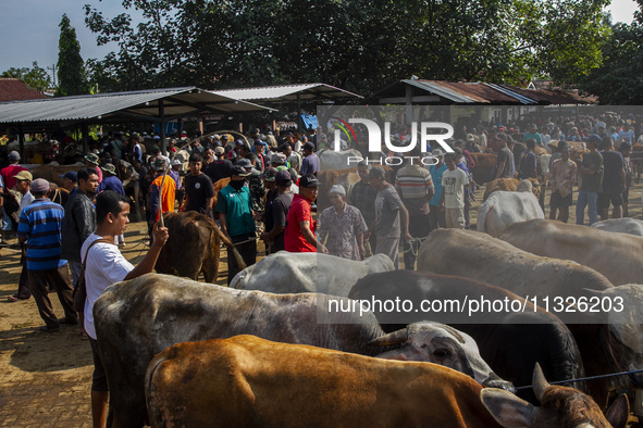 Cattle are being seen for sale at the Imogiri Livestock Market in Bantul Regency, Indonesia, on June 13, 2024, ahead of the Islamic holiday...