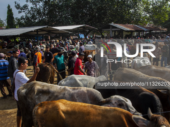 Cattle are being seen for sale at the Imogiri Livestock Market in Bantul Regency, Indonesia, on June 13, 2024, ahead of the Islamic holiday...