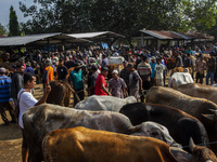 Cattle are being seen for sale at the Imogiri Livestock Market in Bantul Regency, Indonesia, on June 13, 2024, ahead of the Islamic holiday...