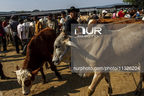 Cattle are being seen for sale at the Imogiri Livestock Market in Bantul Regency, Indonesia, on June 13, 2024, ahead of the Islamic holiday...