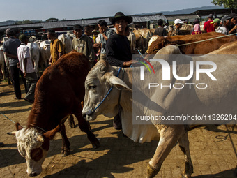 Cattle are being seen for sale at the Imogiri Livestock Market in Bantul Regency, Indonesia, on June 13, 2024, ahead of the Islamic holiday...