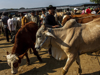 Cattle are being seen for sale at the Imogiri Livestock Market in Bantul Regency, Indonesia, on June 13, 2024, ahead of the Islamic holiday...