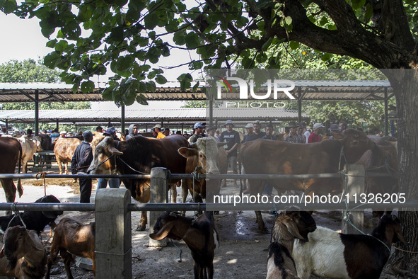 Cattle and goats are being seen for sale at the Imogiri Livestock Market in Bantul Regency, Indonesia, on June 13, 2024, ahead of the Islami...