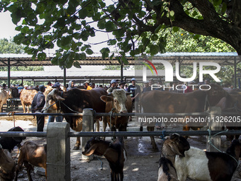 Cattle and goats are being seen for sale at the Imogiri Livestock Market in Bantul Regency, Indonesia, on June 13, 2024, ahead of the Islami...