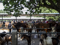 Cattle and goats are being seen for sale at the Imogiri Livestock Market in Bantul Regency, Indonesia, on June 13, 2024, ahead of the Islami...