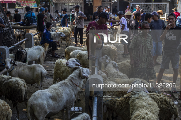 Goats are being seen for sale at the Imogiri Livestock Market in Bantul Regency, Indonesia, on June 13, 2024, ahead of the Islamic holiday o...