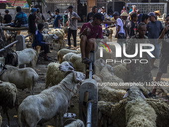 Goats are being seen for sale at the Imogiri Livestock Market in Bantul Regency, Indonesia, on June 13, 2024, ahead of the Islamic holiday o...