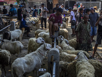 Goats are being seen for sale at the Imogiri Livestock Market in Bantul Regency, Indonesia, on June 13, 2024, ahead of the Islamic holiday o...