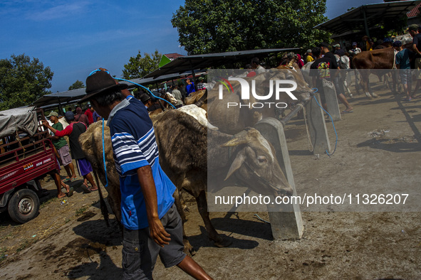 Cattle are being seen for sale at the Imogiri Livestock Market in Bantul Regency, Indonesia, on June 13, 2024, ahead of the Islamic holiday...