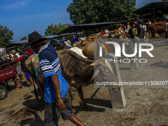 Cattle are being seen for sale at the Imogiri Livestock Market in Bantul Regency, Indonesia, on June 13, 2024, ahead of the Islamic holiday...