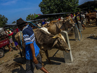 Cattle are being seen for sale at the Imogiri Livestock Market in Bantul Regency, Indonesia, on June 13, 2024, ahead of the Islamic holiday...