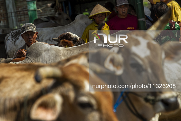 Cattle sellers are waiting for buyers at the Imogiri Livestock Market in Bantul Regency, Indonesia, on June 13, 2024, ahead of the Eid al-Ad...