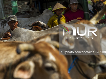 Cattle sellers are waiting for buyers at the Imogiri Livestock Market in Bantul Regency, Indonesia, on June 13, 2024, ahead of the Eid al-Ad...