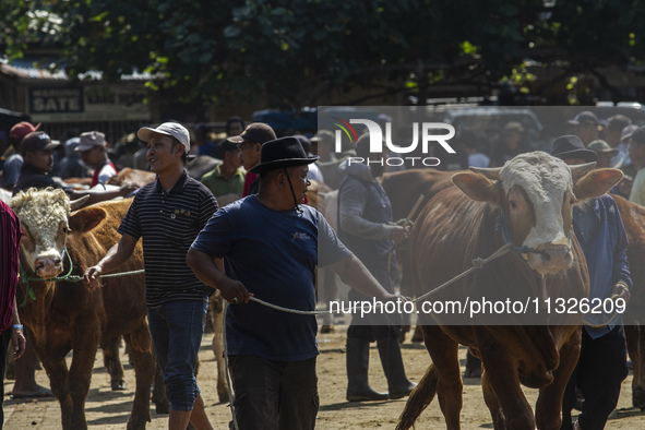 Cattle sellers are waiting for buyers at the Imogiri Livestock Market in Bantul Regency, Indonesia, on June 13, 2024, ahead of the Eid al-Ad...