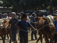 Cattle sellers are waiting for buyers at the Imogiri Livestock Market in Bantul Regency, Indonesia, on June 13, 2024, ahead of the Eid al-Ad...