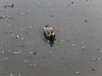 A resident is using a wooden boat to clean plastic waste that has settled in the Citarum River in Batujajar, Bandung, West Java, Indonesia,...